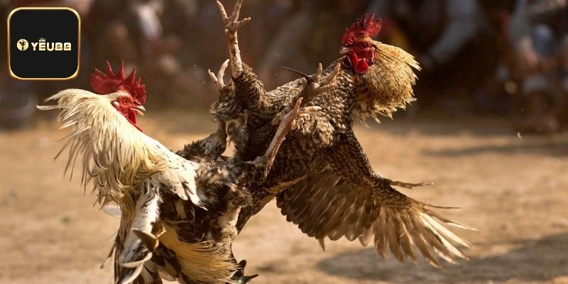 Chọn giống để rèn luyện thế gà chọi