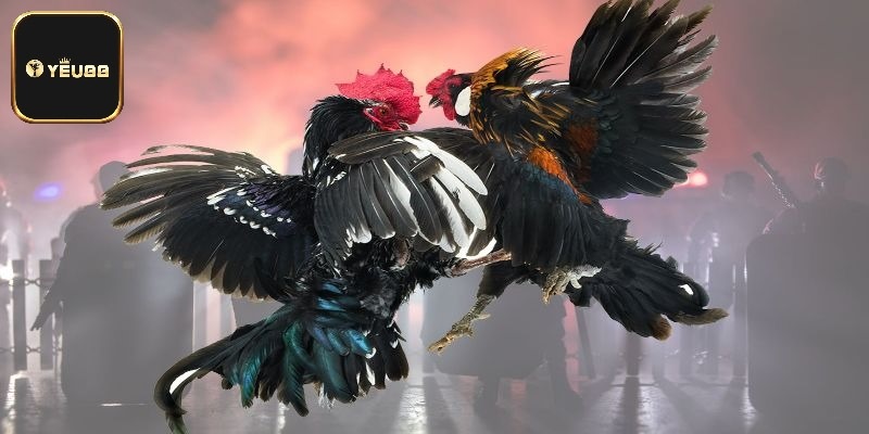 Đá hầu gà mang lại hiệu quả cao