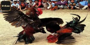 Luật Chấp Trong Đá Gà - Quy Định Và Ứng Dụng Thực Tiễn