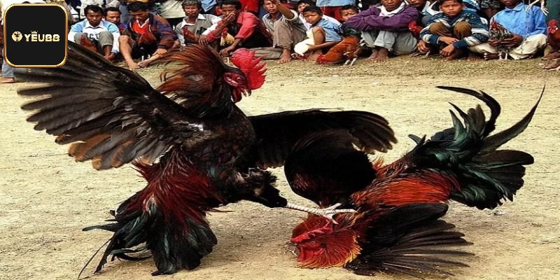 Luật Chấp Trong Đá Gà - Quy Định Và Ứng Dụng Thực Tiễn