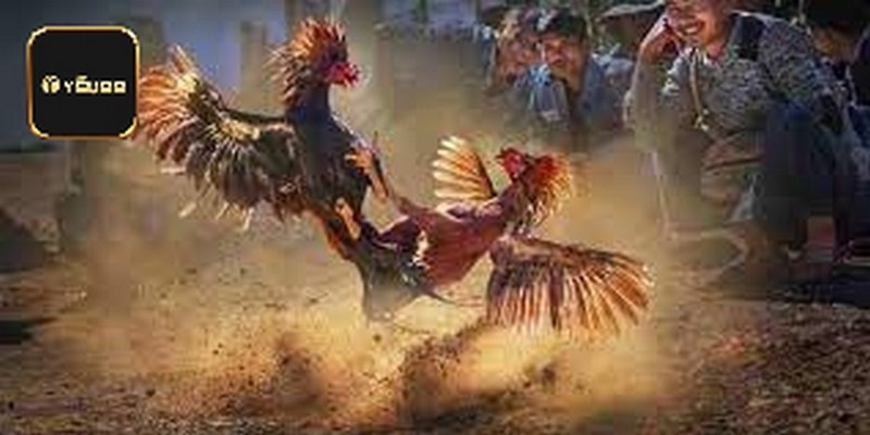Thế Đá Gà Chọi - Tìm Hiểu Chi Tiết Về Các Thế Đá Tại Yeu88