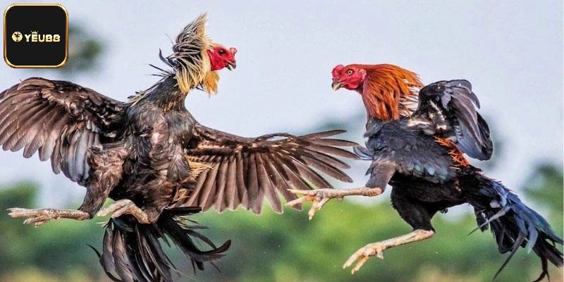 Tiêu chí xác định luật chấp trong đá gà chính xác