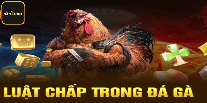 Tổng quan sơ lược về luật chấp trong đá gà